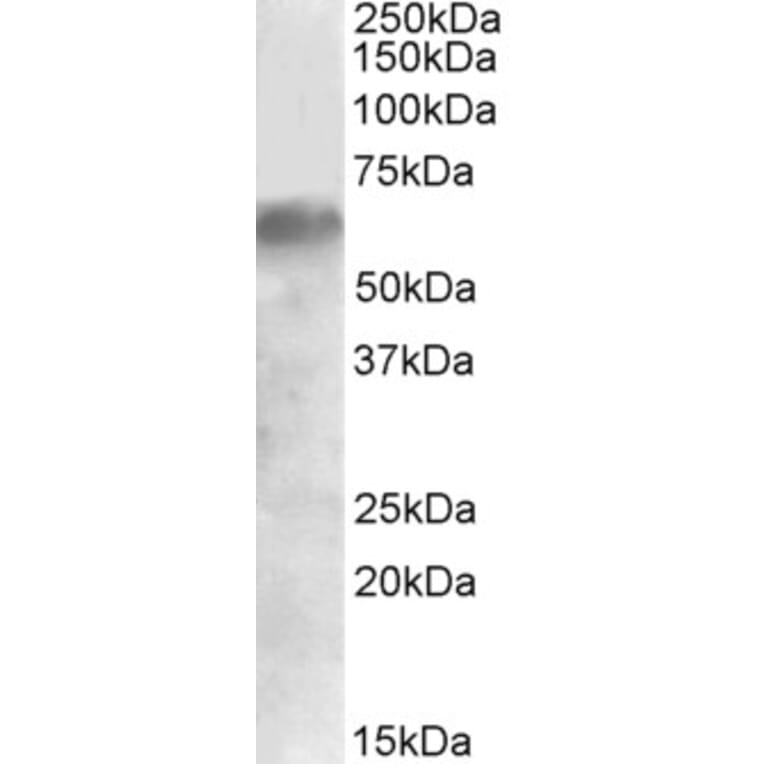 Western Blot - Anti-IRF2BP1 Antibody (A84932) - Antibodies.com