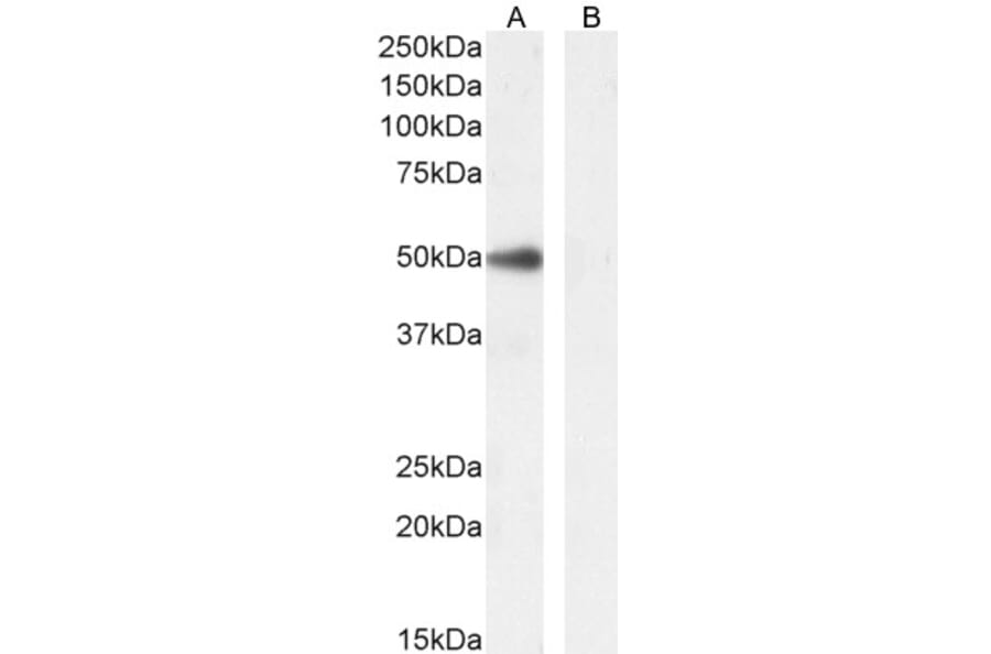 Western Blot - Anti-PAX1 Antibody (A84933) - Antibodies.com