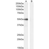 Western Blot - Anti-PAX1 Antibody (A84933) - Antibodies.com