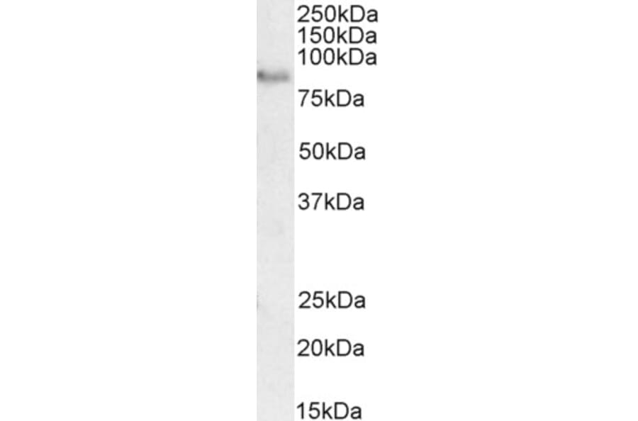 Western Blot - Anti-TORC2 Antibody (A84934) - Antibodies.com
