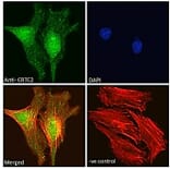 Immunofluorescence - Anti-TORC2 Antibody (A84934) - Antibodies.com