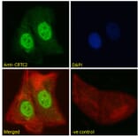 Immunofluorescence - Anti-TORC2 Antibody (A84934) - Antibodies.com