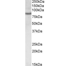 Western Blot - Anti-CRTC2 Antibody (A84935) - Antibodies.com
