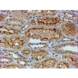 Immunohistochemistry - Anti-COL4A3 Antibody (A84936) - Antibodies.com