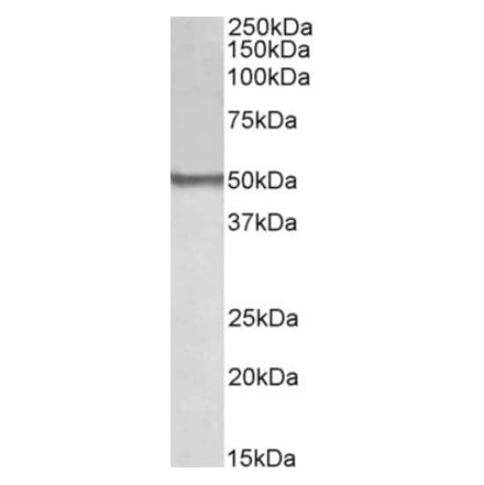 Western Blot - Anti-BLK Antibody (A84940)