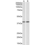 Western Blot - Anti-GNAQ Antibody (A84941) - Antibodies.com
