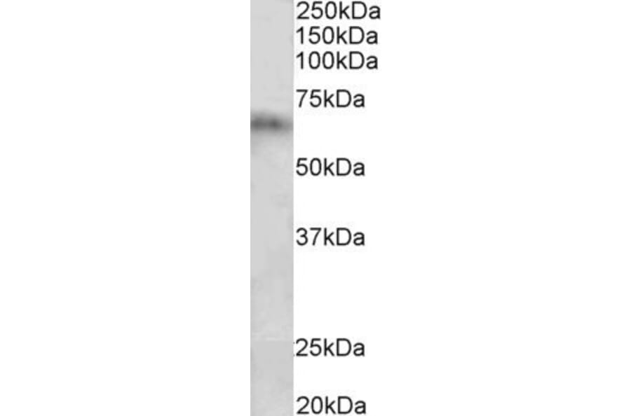 Western Blot - Anti-Cyp2d5/Cyp2d10 Antibody (A84942) - Antibodies.com