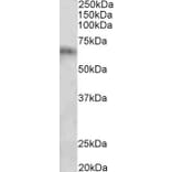 Western Blot - Anti-Cyp2d5/Cyp2d10 Antibody (A84942) - Antibodies.com