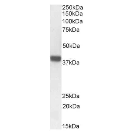 Western Blot - Anti-FOXI3 Antibody (A84944) - Antibodies.com