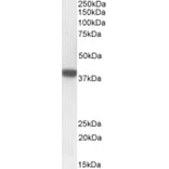 Western Blot - Anti-FOXI3 Antibody (A84944) - Antibodies.com