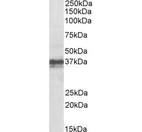 Western Blot - Anti-Foxi3 Antibody (A84944) - Antibodies.com