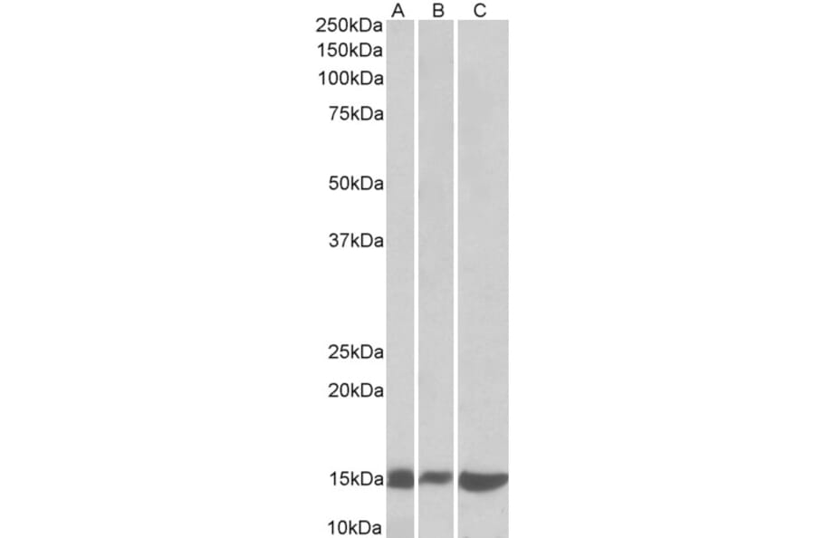 Western Blot - Anti-Galectin 1 Antibody (A84946) - Antibodies.com