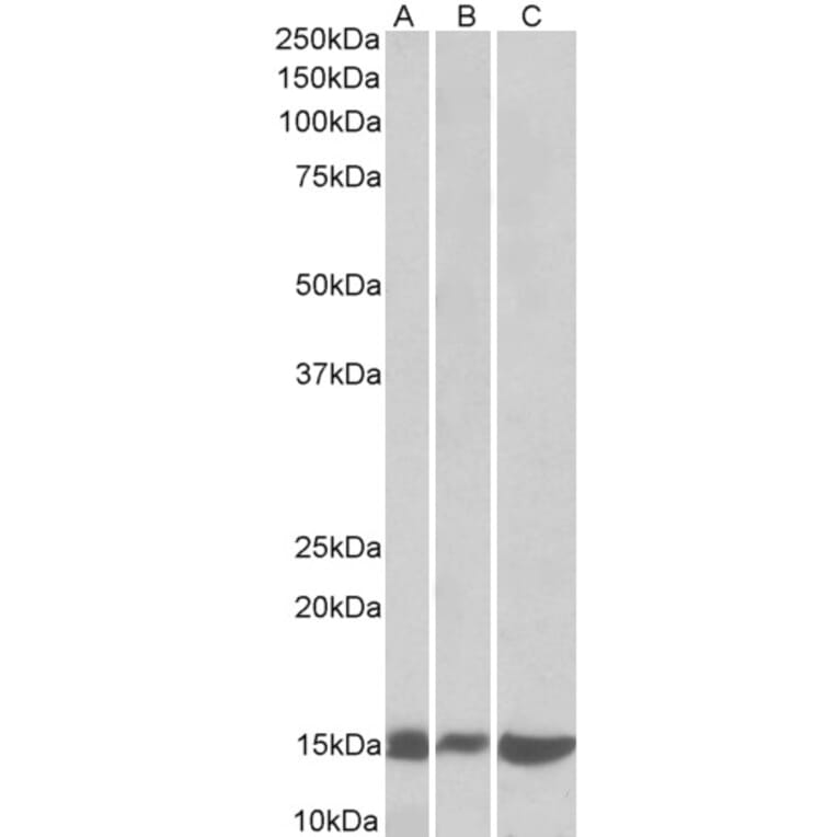 Western Blot - Anti-Galectin 1 Antibody (A84946) - Antibodies.com