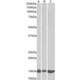 Western Blot - Anti-Galectin 1 Antibody (A84946) - Antibodies.com