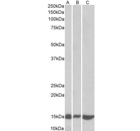 Western Blot - Anti-Lgals1 Antibody (A84946) - Antibodies.com