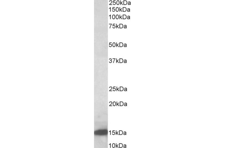 Western Blot - Anti-Galectin 1 Antibody (A84947) - Antibodies.com