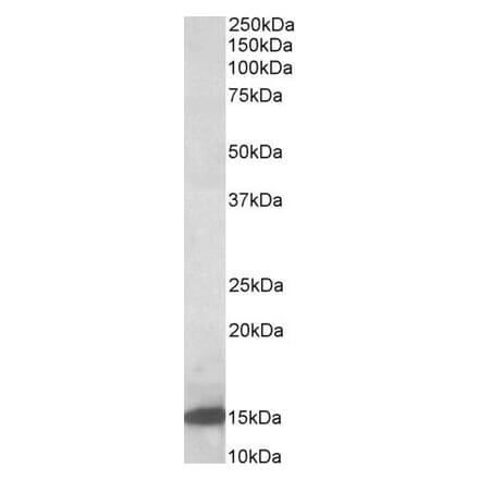 Western Blot - Anti-Galectin 1 Antibody (A84947) - Antibodies.com
