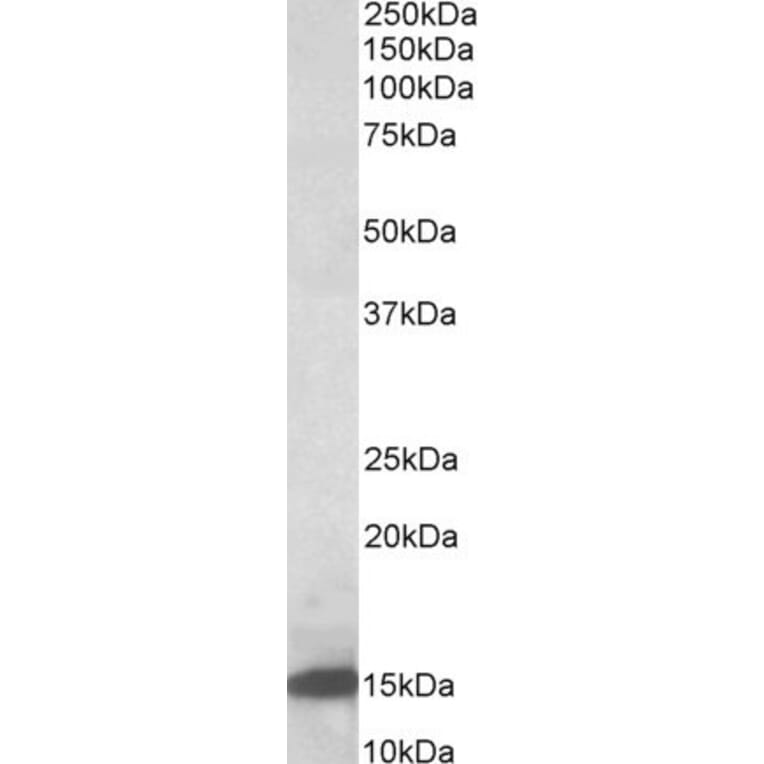 Western Blot - Anti-Galectin 1 Antibody (A84947) - Antibodies.com