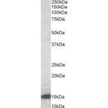 Western Blot - Anti-Galectin 1 Antibody (A84947) - Antibodies.com