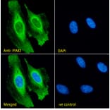 Immunofluorescence - Anti-PIM2 Antibody (A84951) - Antibodies.com