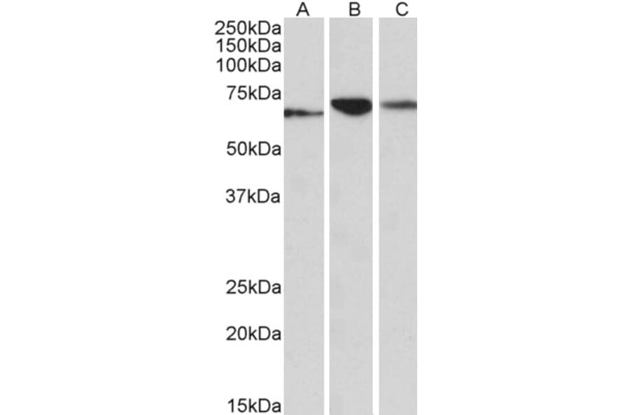 Western Blot - Anti-PDIA2/PDIP Antibody (A84953) - Antibodies.com