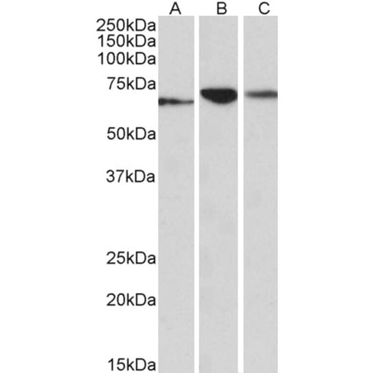 Western Blot - Anti-PDIA2/PDIP Antibody (A84953) - Antibodies.com