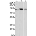 Western Blot - Anti-PDIA2/PDIP Antibody (A84953) - Antibodies.com
