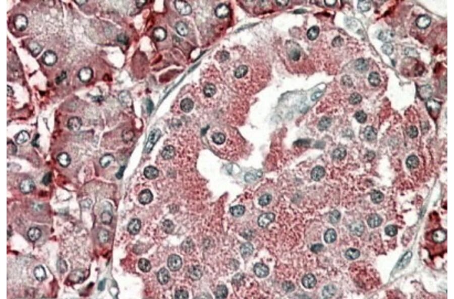 Immunohistochemistry - Anti-PDIA2/PDIP Antibody (A84953) - Antibodies.com