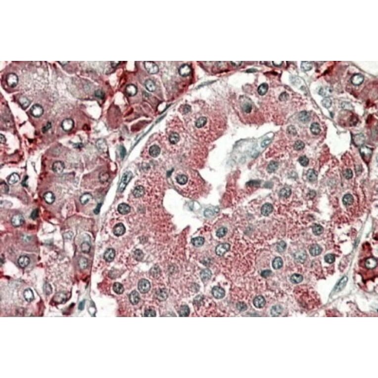 Immunohistochemistry - Anti-PDIA2/PDIP Antibody (A84953) - Antibodies.com