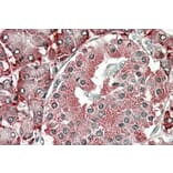 Immunohistochemistry - Anti-PDIA2/PDIP Antibody (A84953) - Antibodies.com