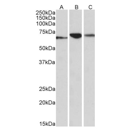 Western Blot - Anti-PDIA2 Antibody (A84953) - Antibodies.com