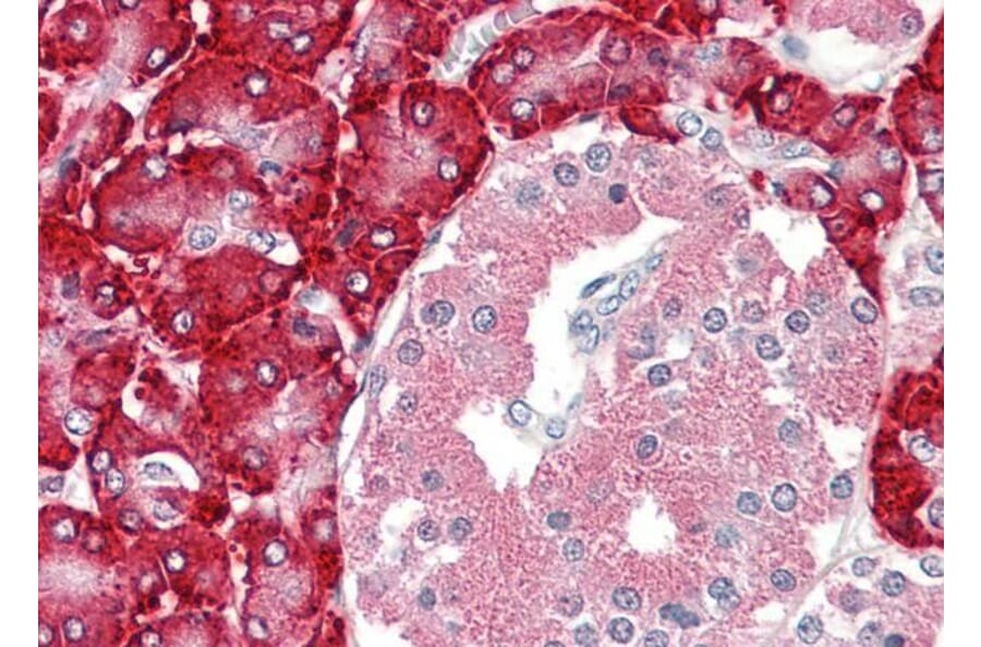 Immunohistochemistry - Anti-PDIA2/PDIP Antibody (A84955) - Antibodies.com
