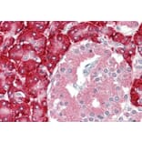 Immunohistochemistry - Anti-PDIA2/PDIP Antibody (A84955) - Antibodies.com