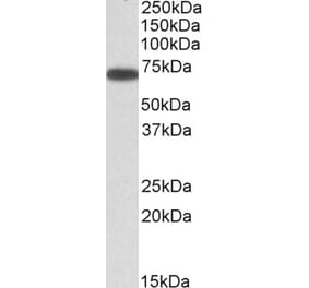Western Blot - Anti-ERO1L Antibody (A84956) - Antibodies.com