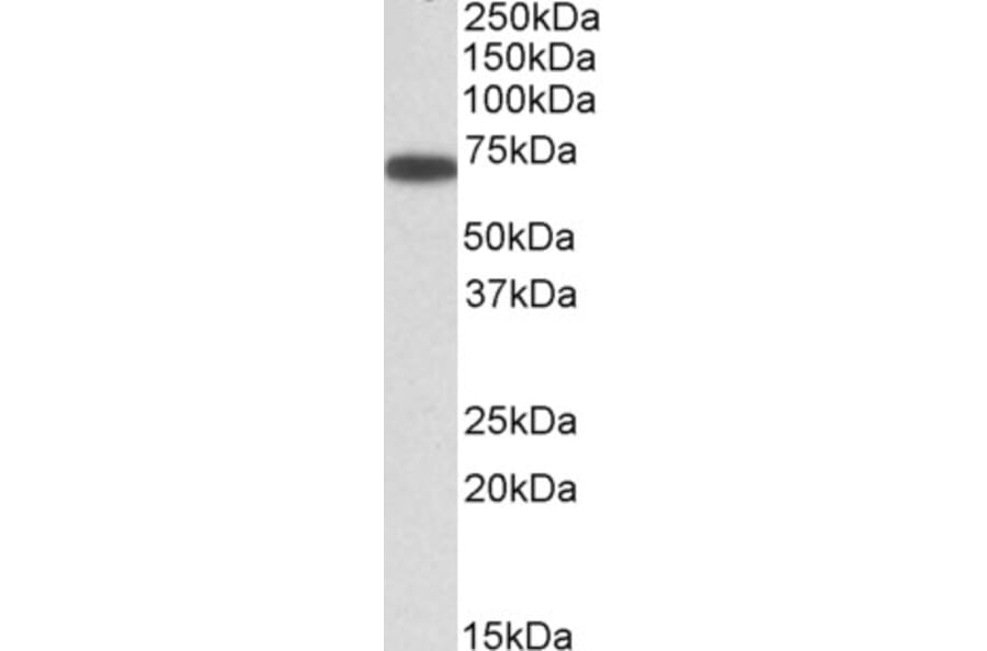 Western Blot - Anti-ERO1L Antibody (A84956) - Antibodies.com