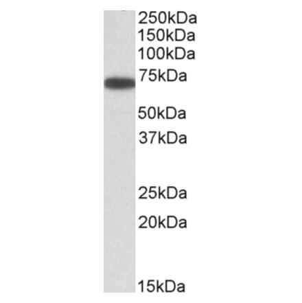 Western Blot - Anti-ERO1L Antibody (A84956) - Antibodies.com