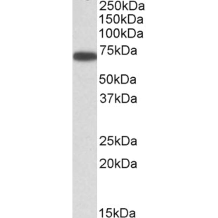 Western Blot - Anti-ERO1L Antibody (A84956) - Antibodies.com