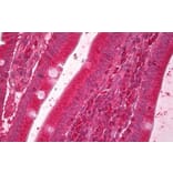 Immunohistochemistry - Anti-ERO1L Antibody (A84956) - Antibodies.com
