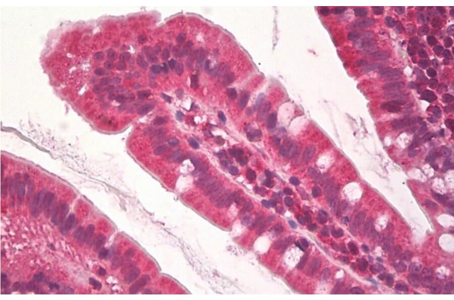 Immunohistochemistry - Anti-KDM2A Antibody (A84959) - Antibodies.com