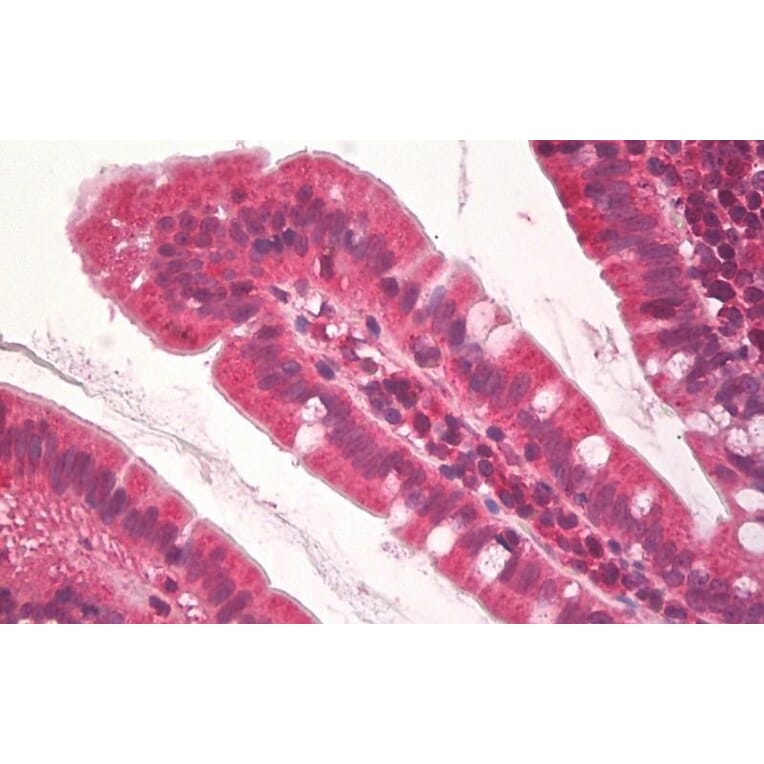 Immunohistochemistry - Anti-KDM2A Antibody (A84959) - Antibodies.com