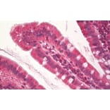 Immunohistochemistry - Anti-KDM2A Antibody (A84959) - Antibodies.com