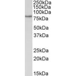 Western Blot - Anti-TORC2 Antibody (A84960) - Antibodies.com