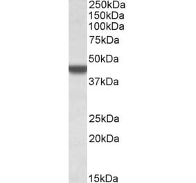 Western Blot - Anti-APOBEC3D Antibody (A84962) - Antibodies.com