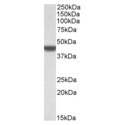 Western Blot - Anti-APOBEC3D Antibody (A84962) - Antibodies.com