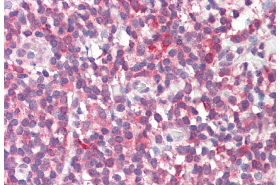 Immunohistochemistry - Anti-MTHFD1L Antibody (A84963) - Antibodies.com