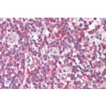 Immunohistochemistry - Anti-MTHFD1L Antibody (A84963) - Antibodies.com