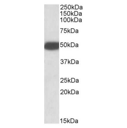 Western Blot - Anti-5HT3B Receptor Antibody (A84964) - Antibodies.com