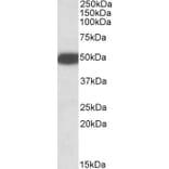 Western Blot - Anti-5HT3B Receptor Antibody (A84964) - Antibodies.com