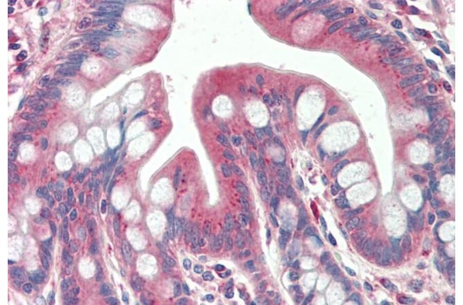 Immunohistochemistry - Anti-TXNDC11/EFP1 Antibody (A84967) - Antibodies.com