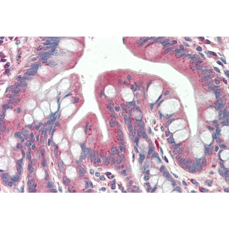 Immunohistochemistry - Anti-TXNDC11/EFP1 Antibody (A84967) - Antibodies.com